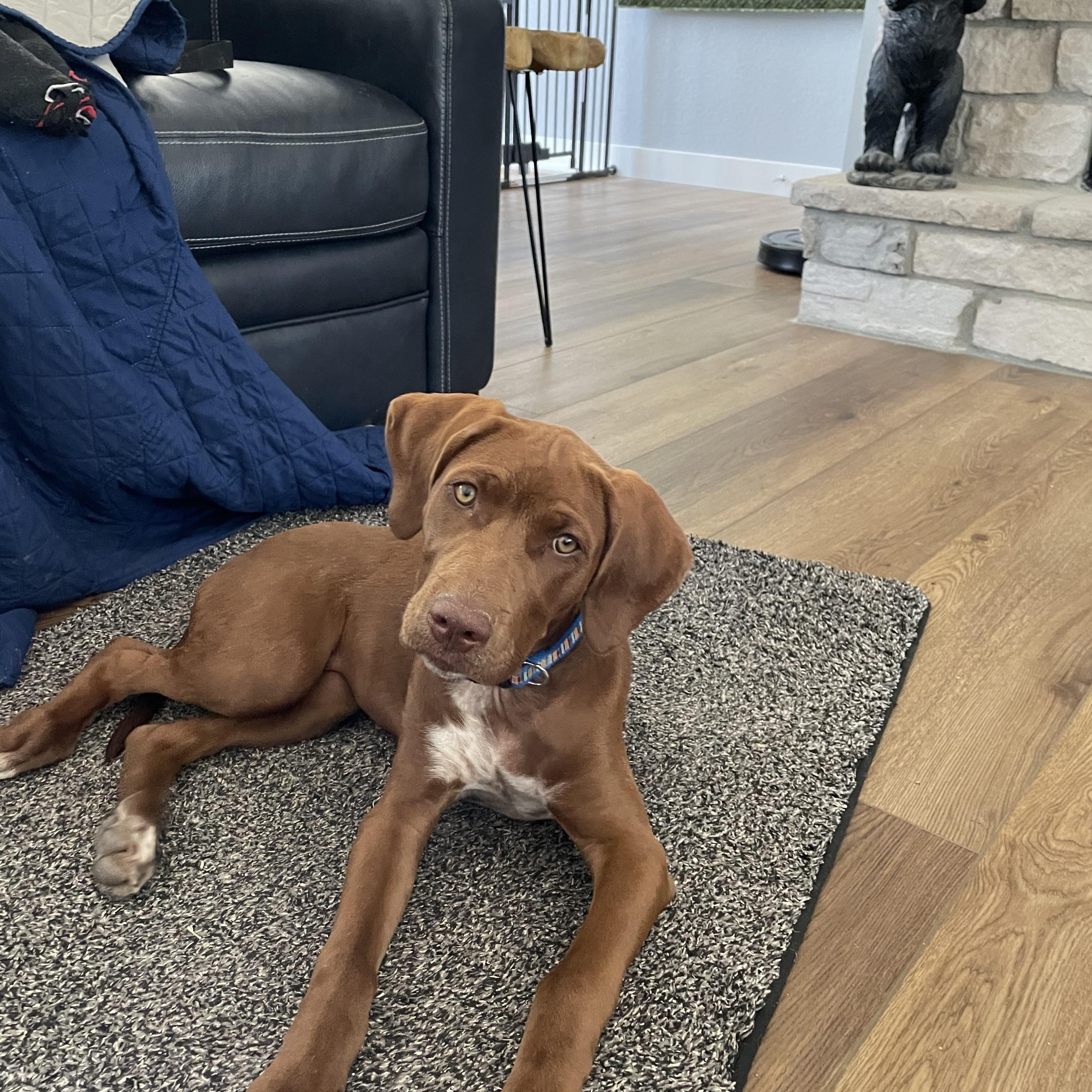 Enlarge Daisy, a Adopted mixed breed in Berthoud, CO image 2/5