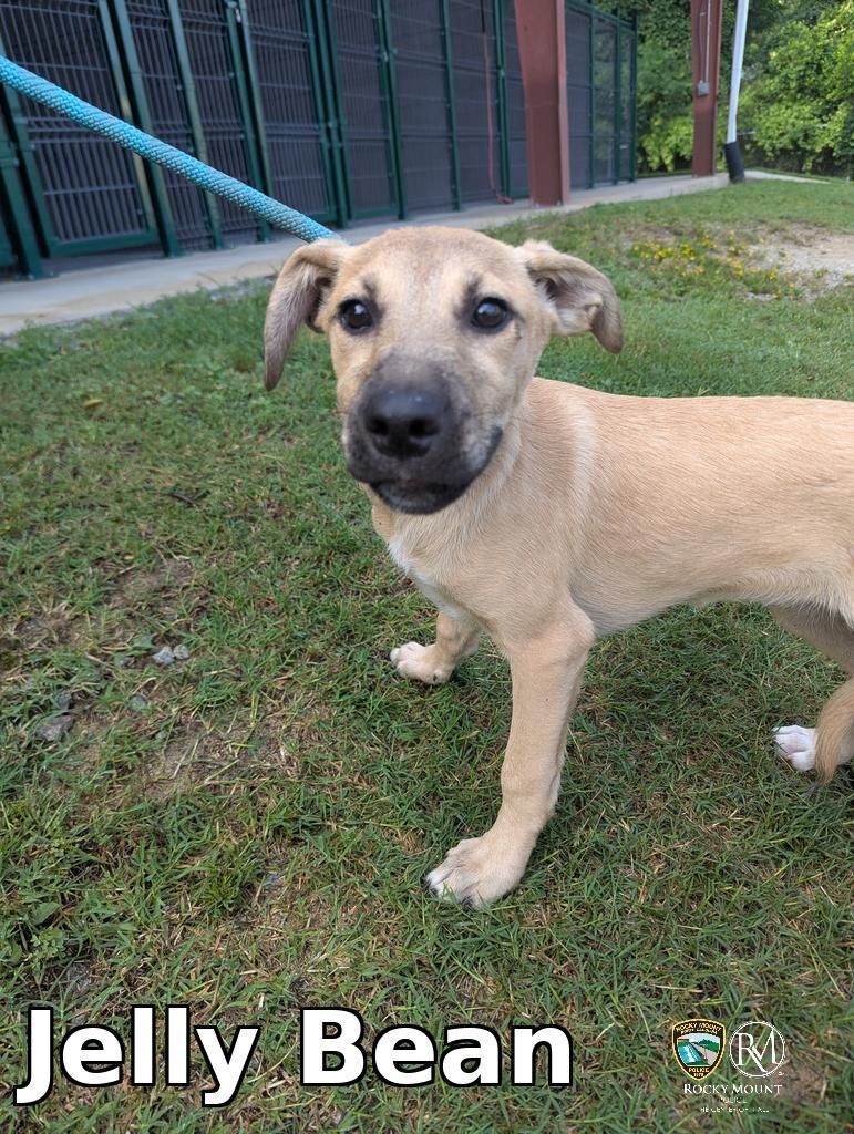 Jelly Bean, Adoptable, Puppy Female Pit Bull Terrier.