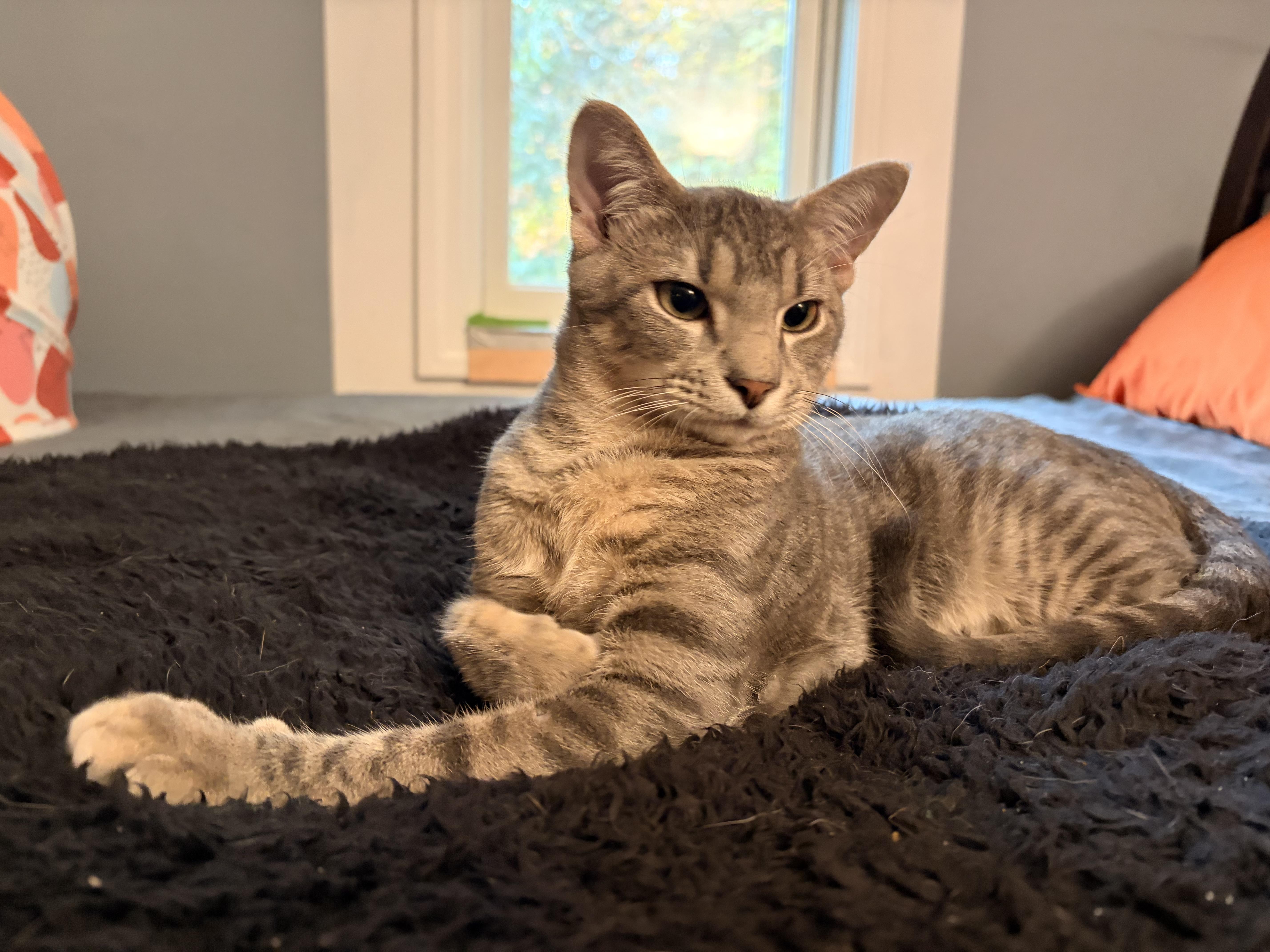 Metallica, a Adopted Domestic Short Hair in Granby, CT image 1/3