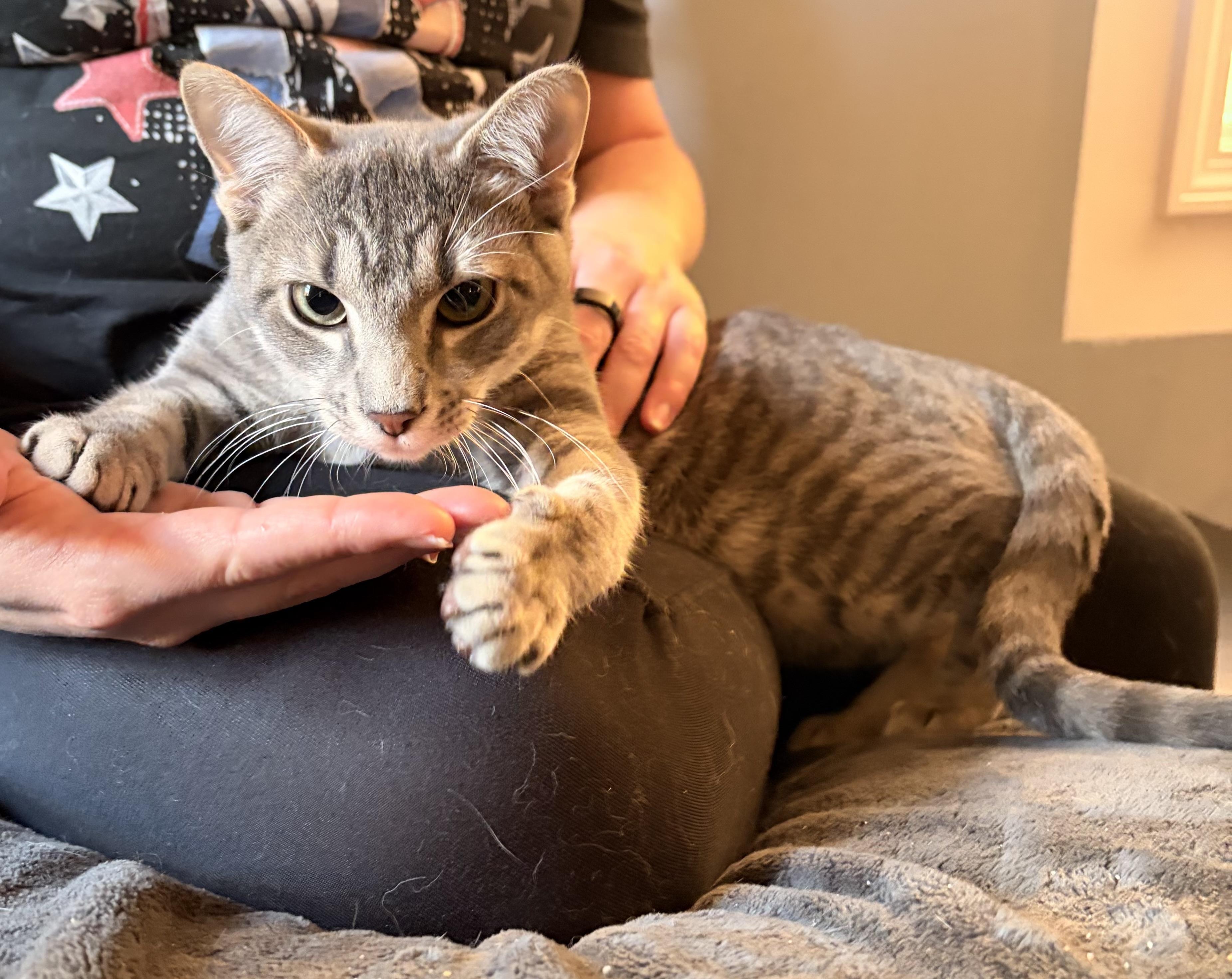 Metallica, a Adopted Domestic Short Hair in Granby, CT image 3/3