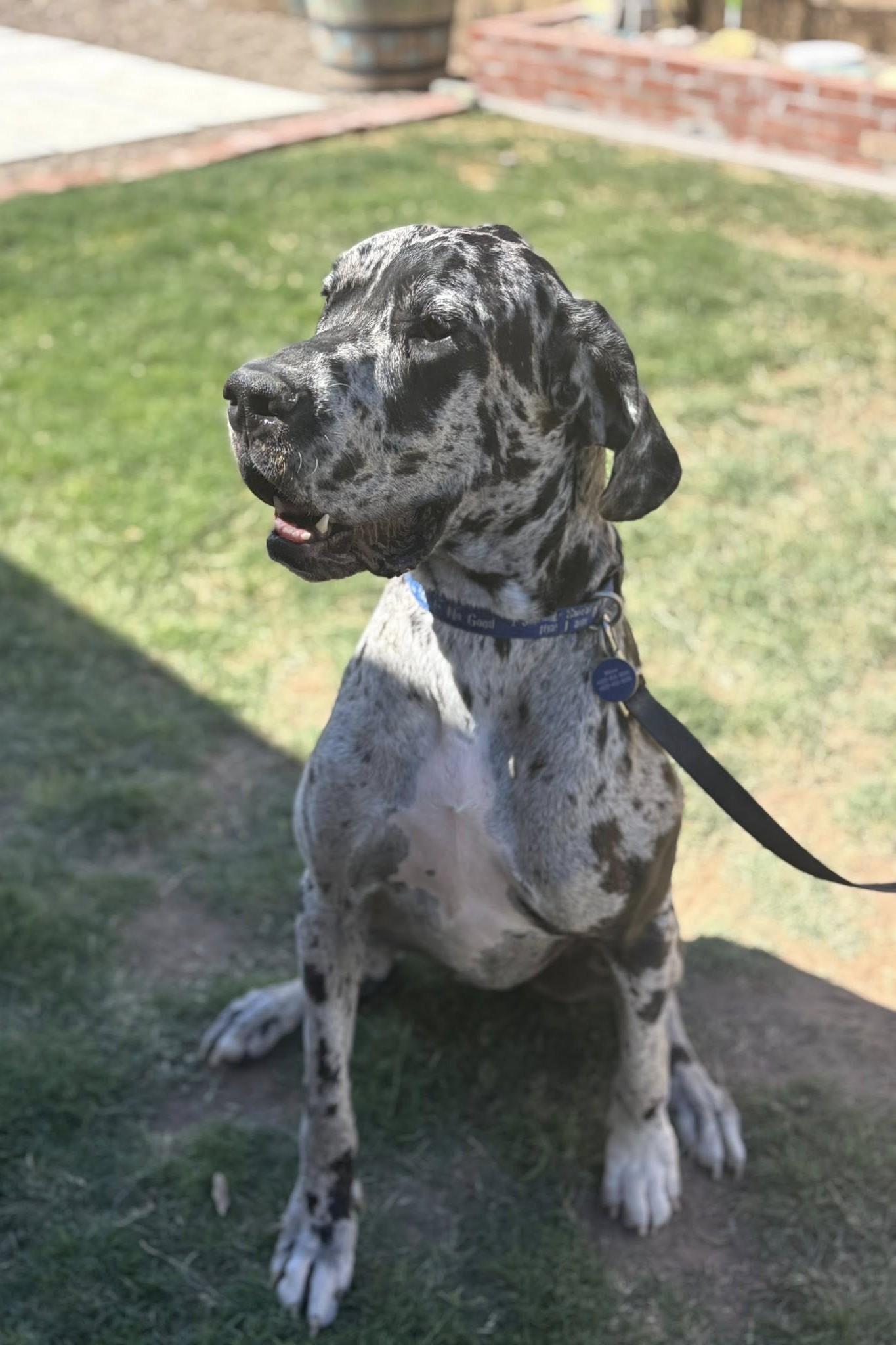 Enlarge Emerald, a Adopted Great Dane in Mesa, AZ image 1/1