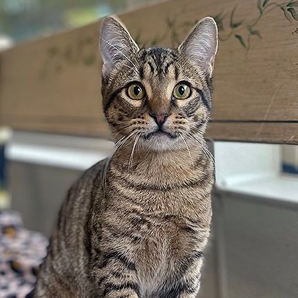 Enlarge Pandora, a Adoptable Tabby in Lodi, CA image 1/1