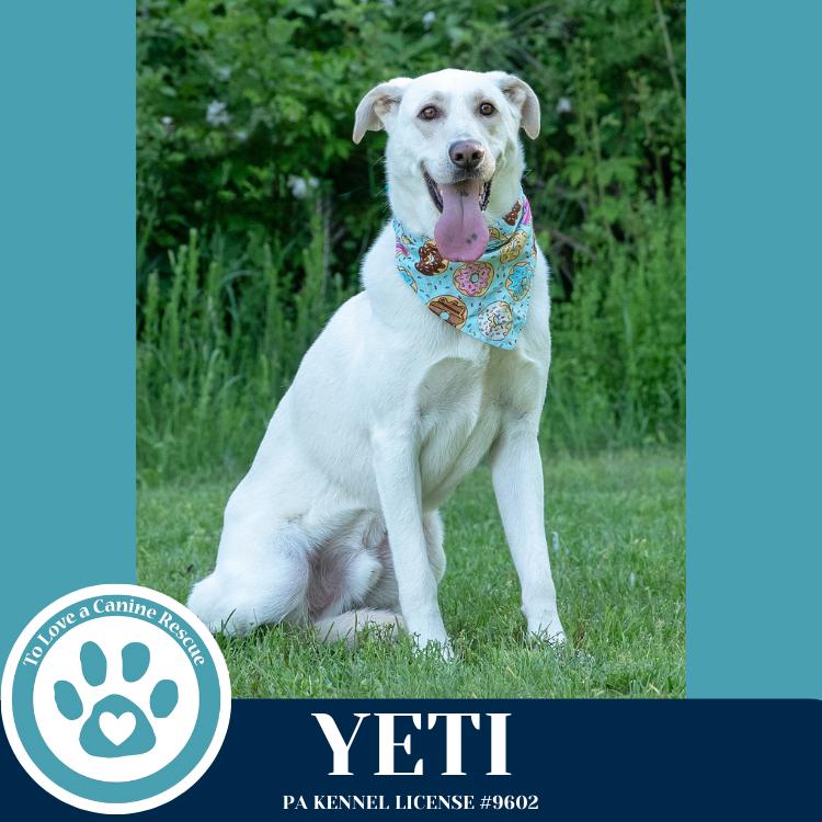 Enlarge Yeti (Cartoon Cuties) 072024, a Adoptable mixed breed in Kimberton, PA image 1/6