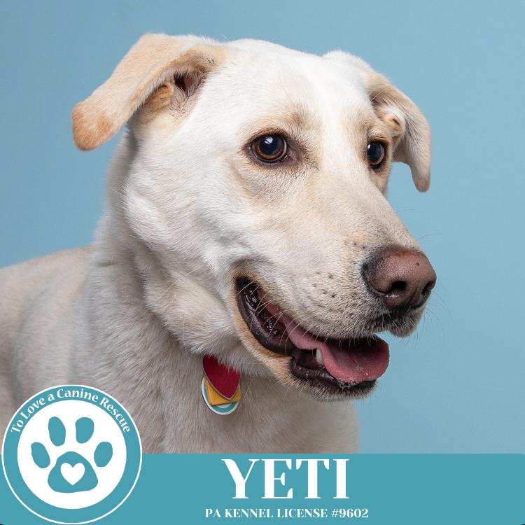 Enlarge Yeti (Cartoon Cuties) 072024, a Adoptable mixed breed in Kimberton, PA image 2/6