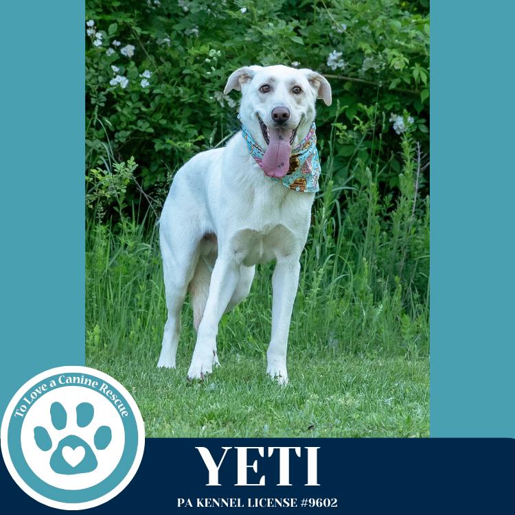 Enlarge Yeti (Cartoon Cuties) 072024, a Adoptable mixed breed in Kimberton, PA image 4/6