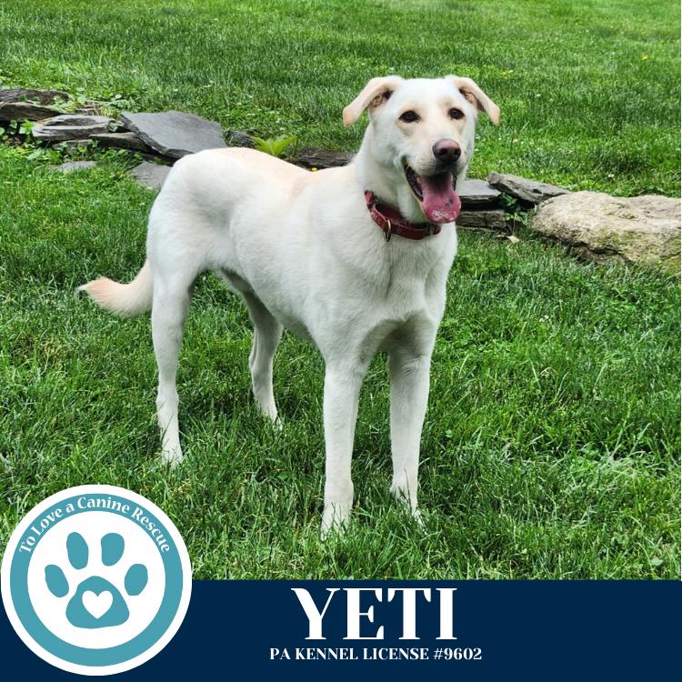 Enlarge Yeti (Cartoon Cuties) 072024, a Adoptable mixed breed in Kimberton, PA image 5/6