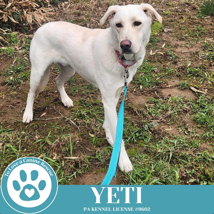 Enlarge Yeti (Cartoon Cuties) 072024, a Adoptable mixed breed in Kimberton, PA image 6/6