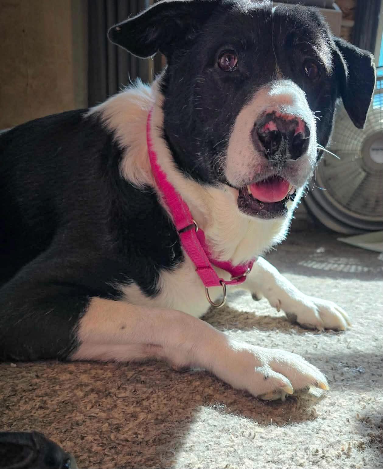 Daisy, Adoptable, Senior Female Border Collie.