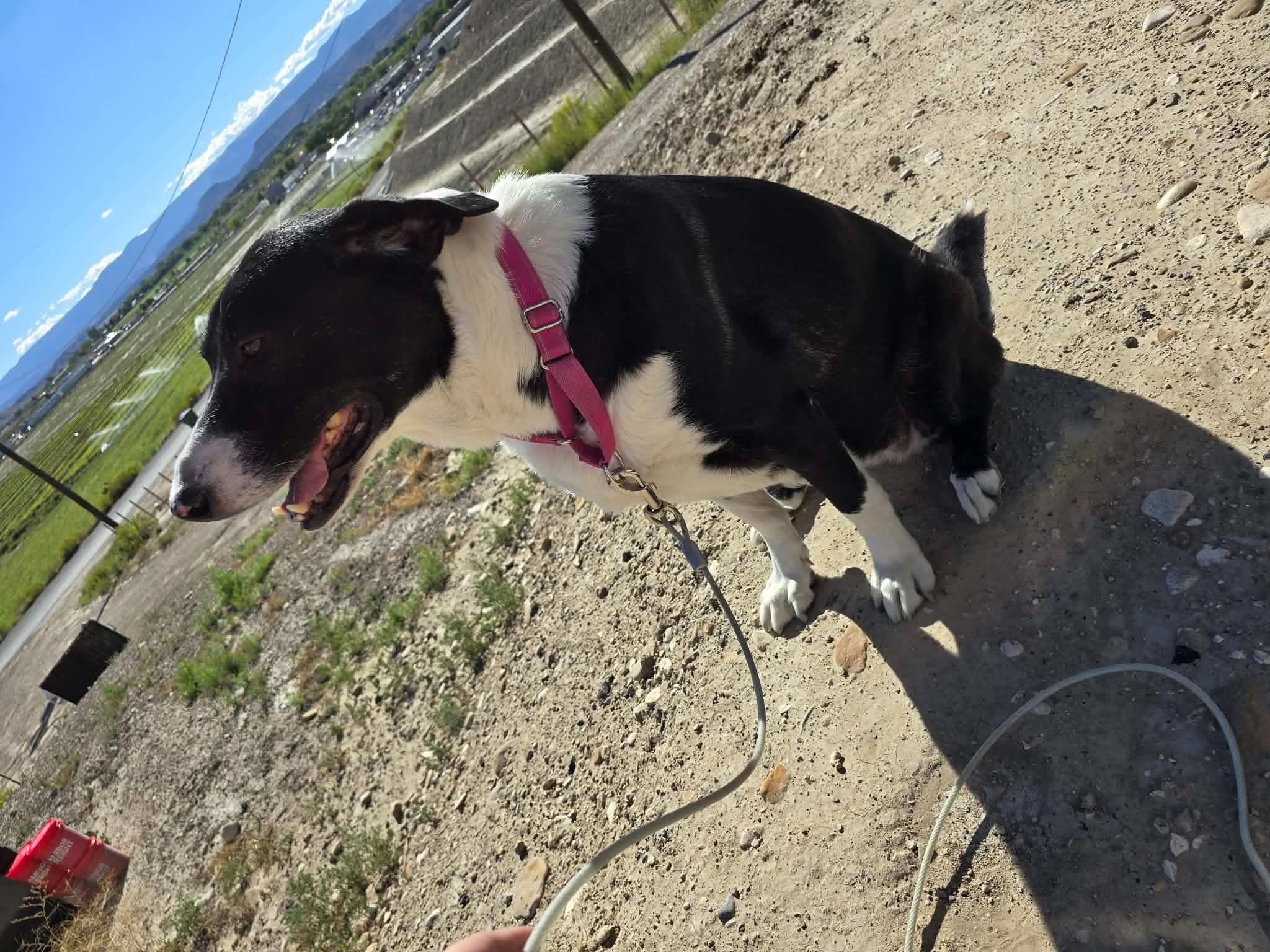 Enlarge Daisy, a Adoptable Border Collie in Price, UT image 2/2
