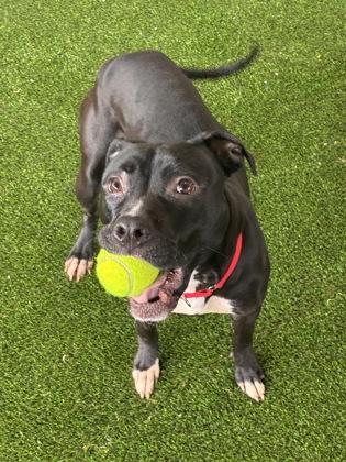 Bunny — thumbnail 2