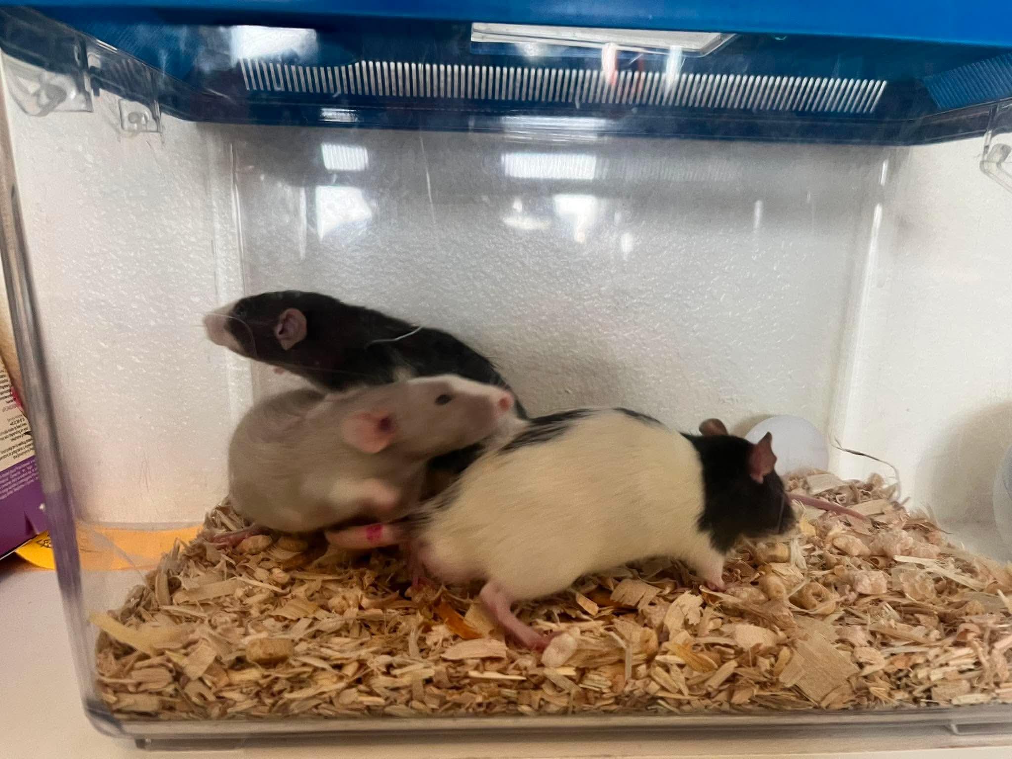 Enlarge Hopscotch, Tag & Scooter, a ADOPTABLE Rat in Eugene, OR image 5/5