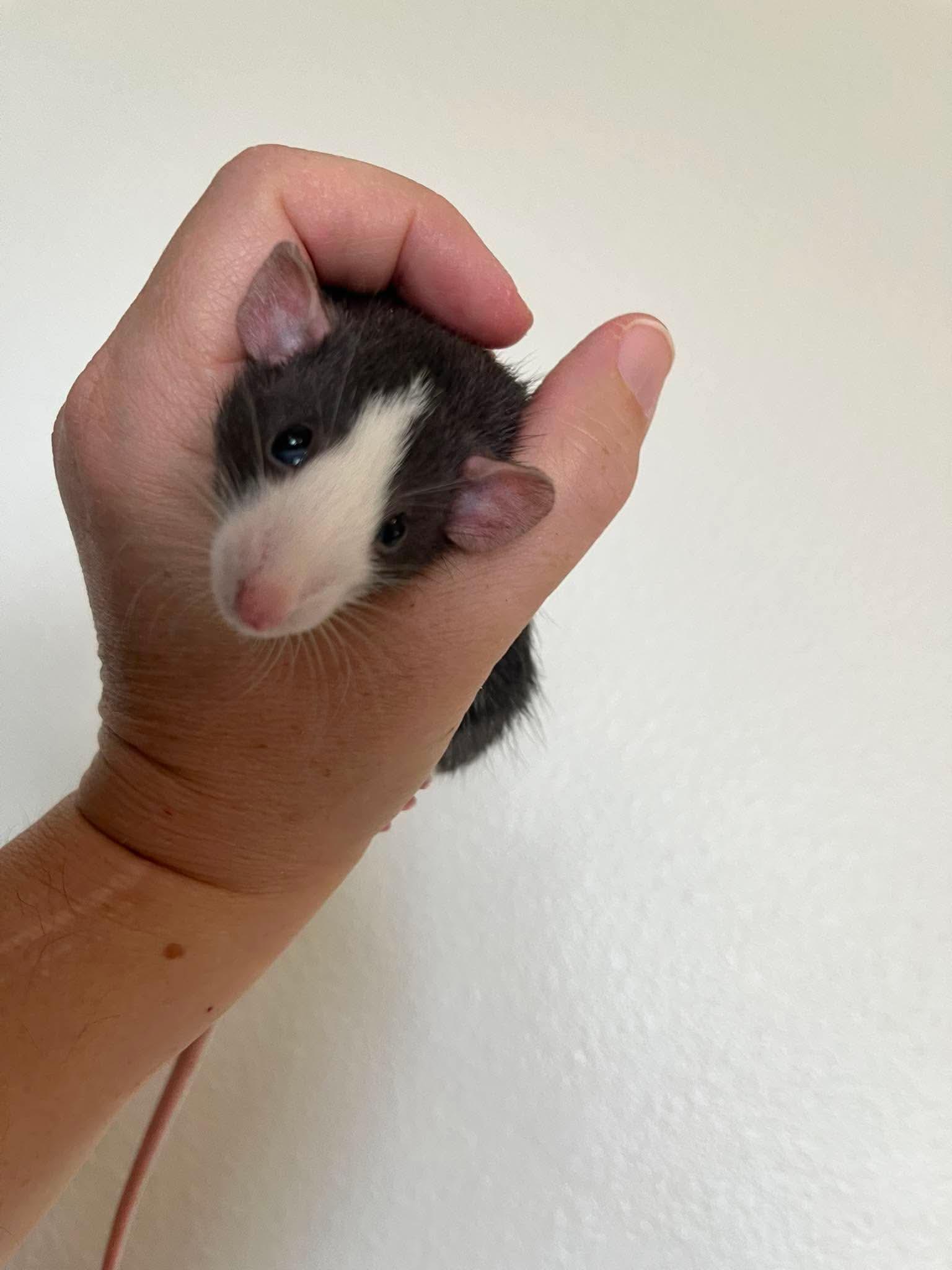 Enlarge Hopscotch, Tag & Scooter, a ADOPTABLE Rat in Eugene, OR image 2/5