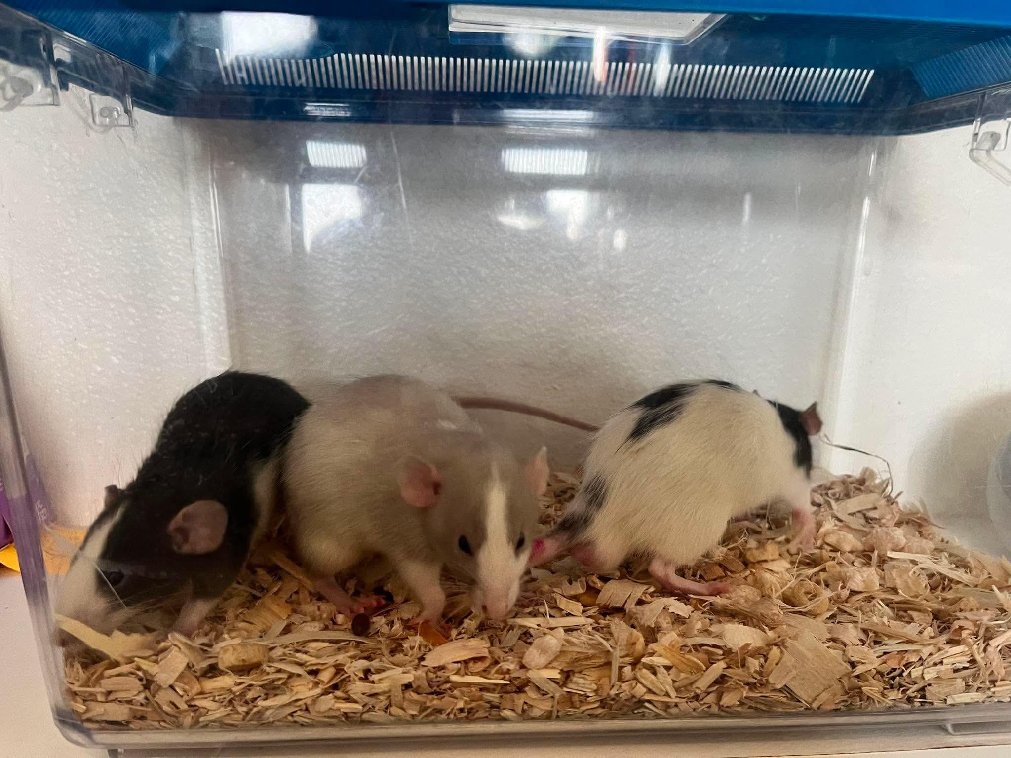 Enlarge Hopscotch, Tag & Scooter, a ADOPTABLE Rat in Eugene, OR image 3/5