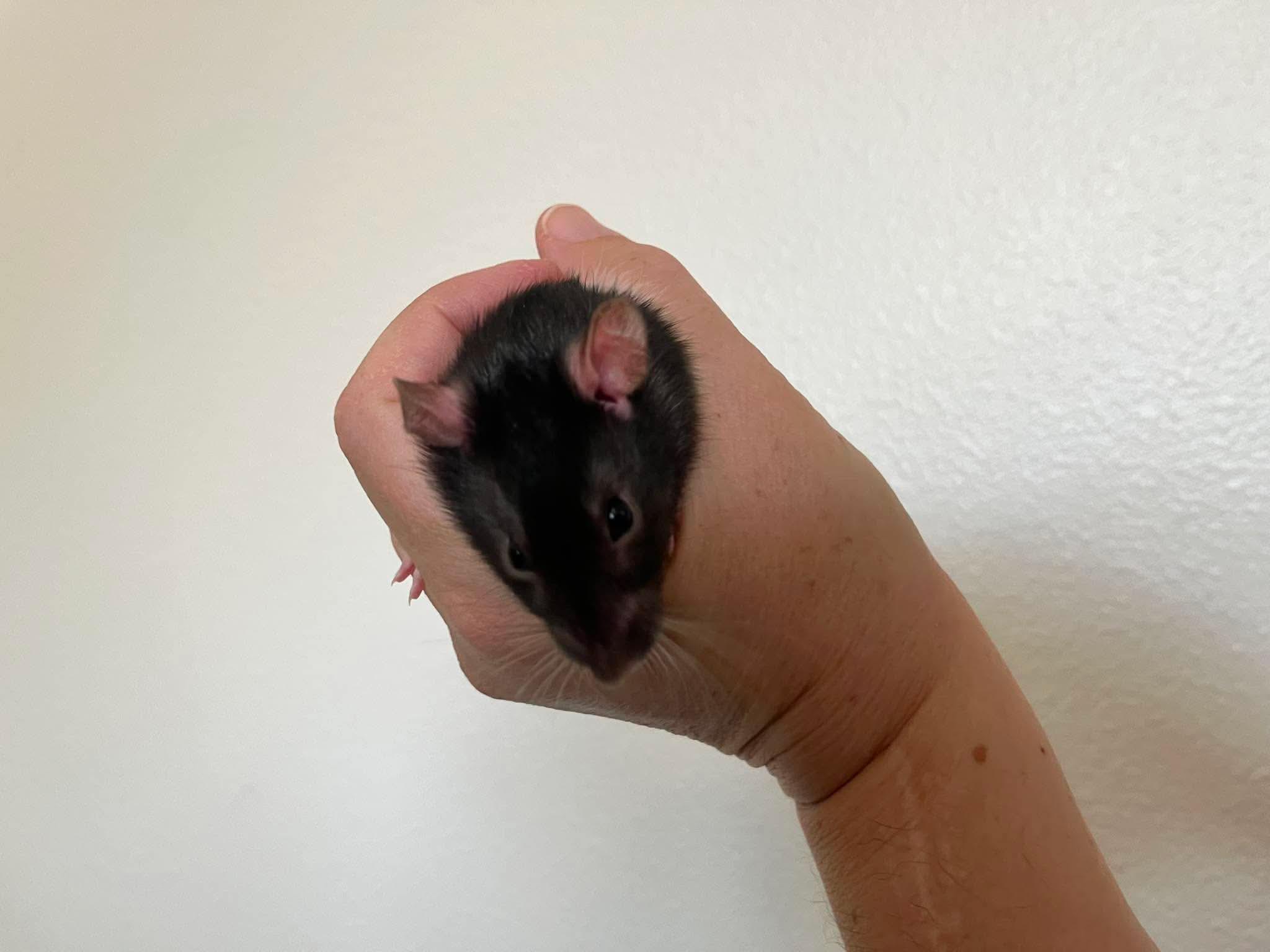 Enlarge Hopscotch, Tag & Scooter, a ADOPTABLE Rat in Eugene, OR image 4/5
