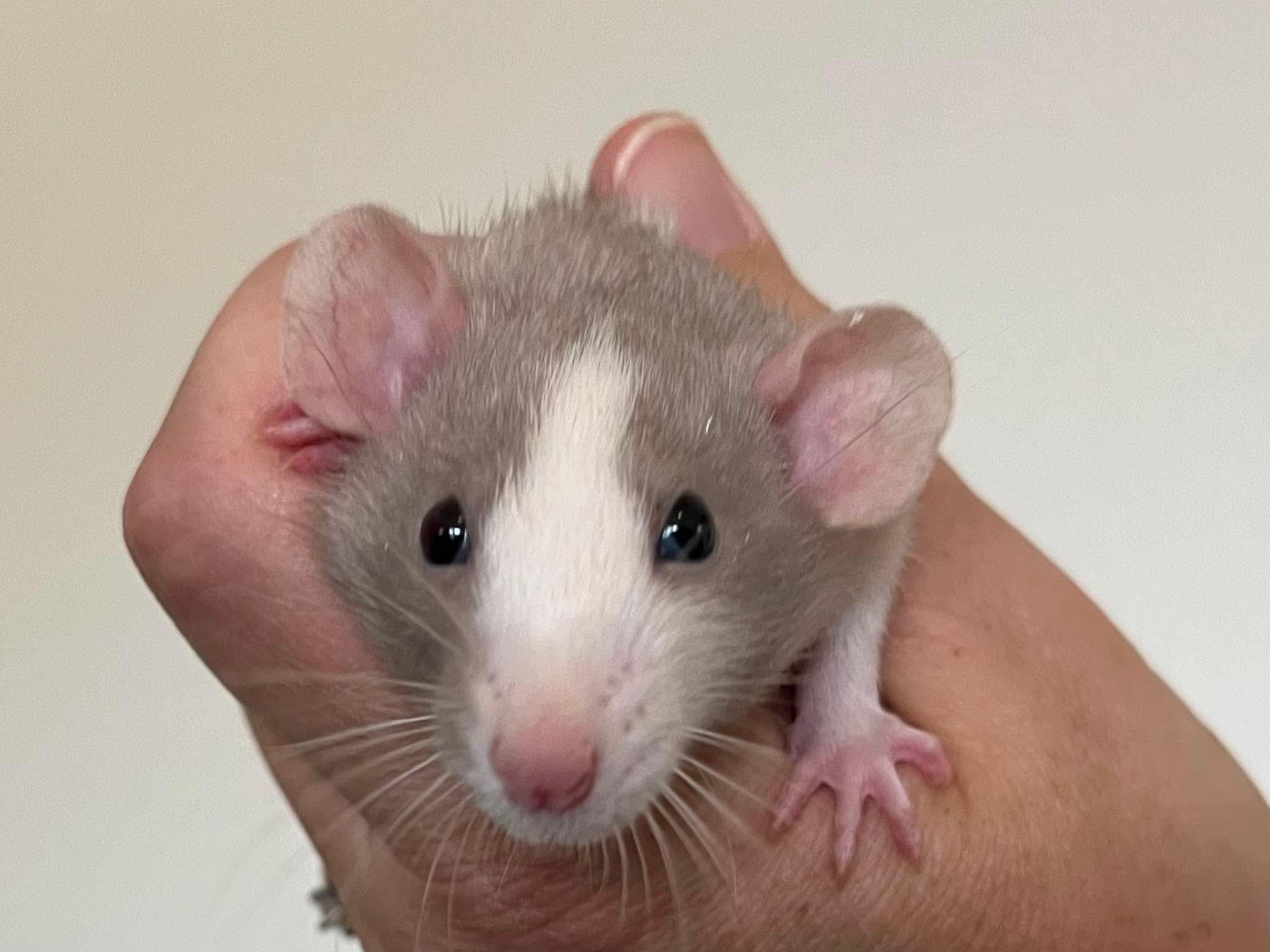 Enlarge Hopscotch, Tag & Scooter, a ADOPTABLE Rat in Eugene, OR image 1/5