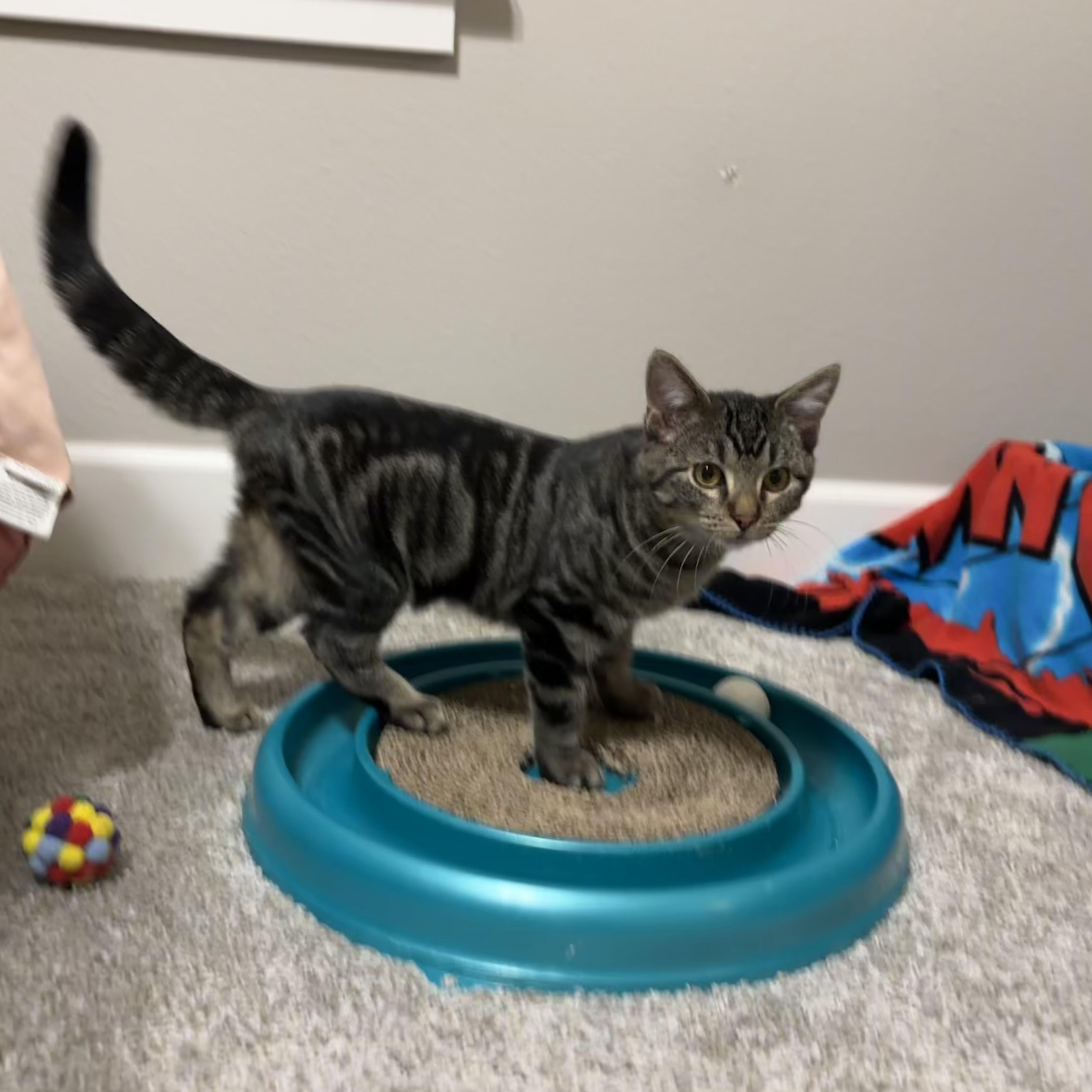 Mel Gibson, Adoptable, Young Male Domestic Short Hair.