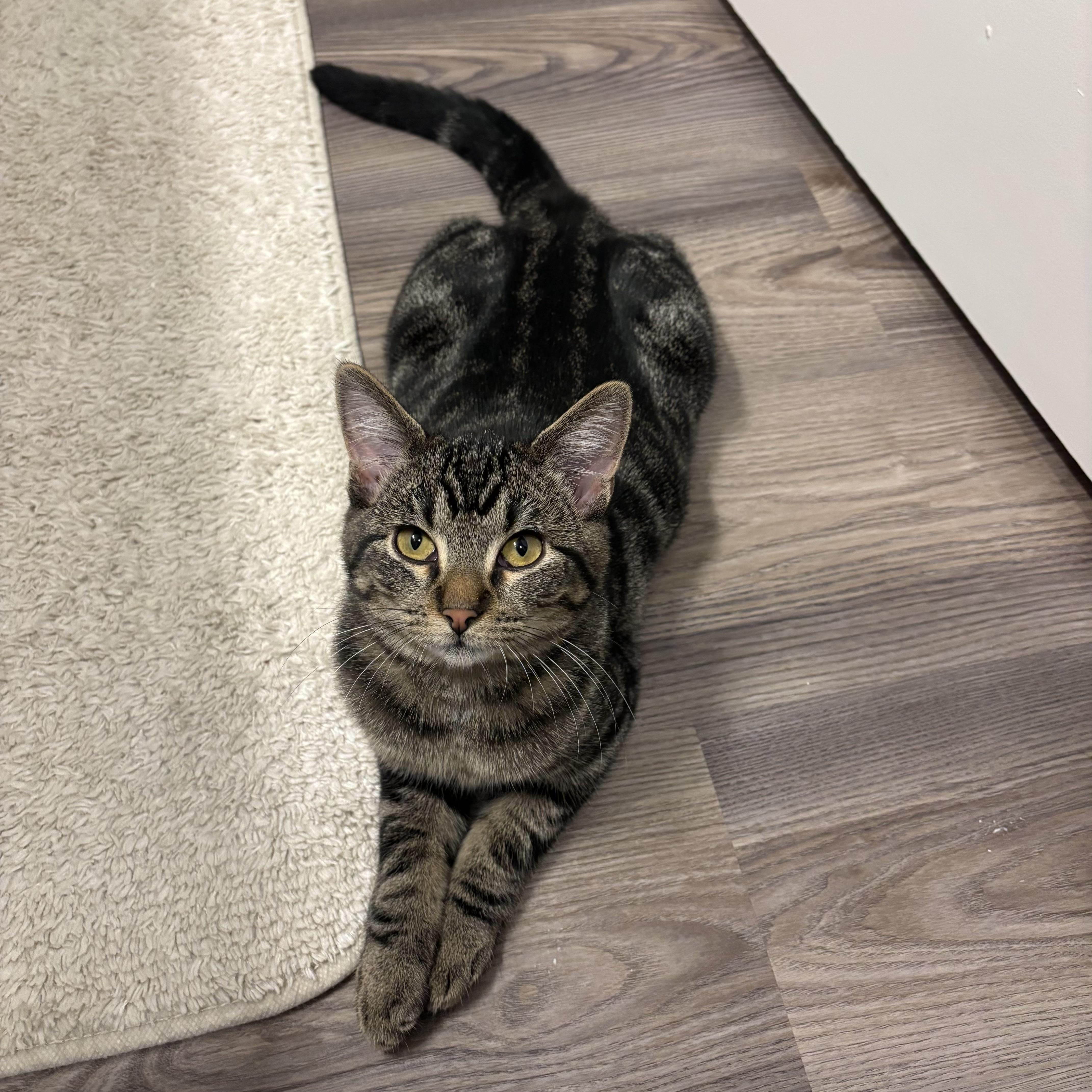 Mel Gibson, a Adoptable Domestic Short Hair in Bentonville, AR image 2/3