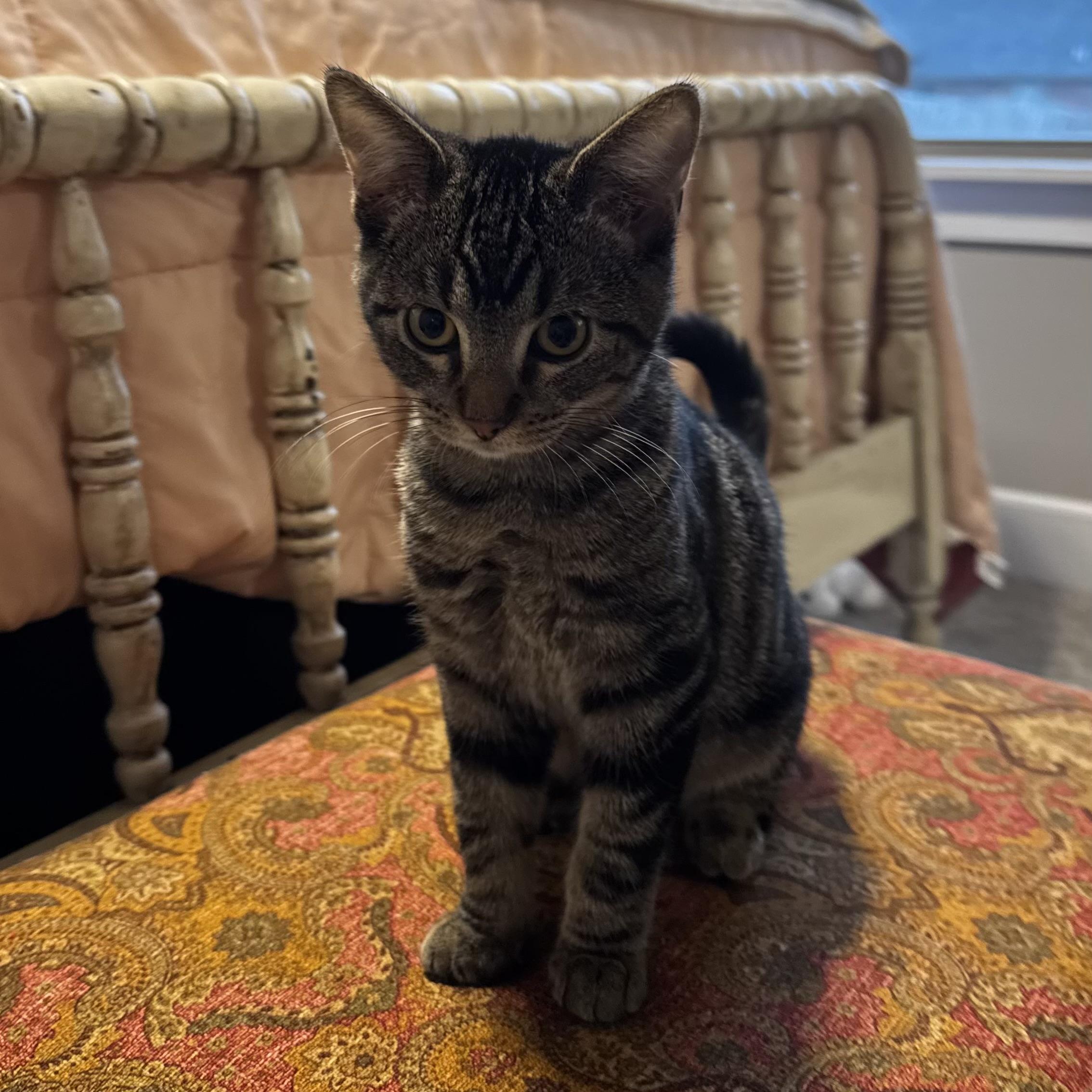 Mel Gibson, a Adoptable Domestic Short Hair in Bentonville, AR image 3/3