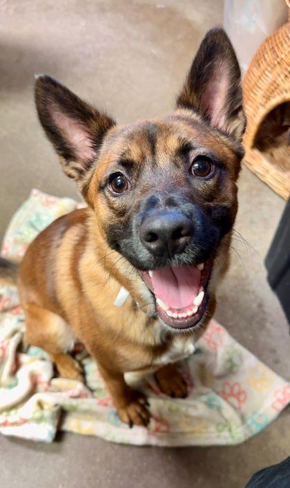 Enlarge Pumpkin, a Adoptable mixed breed in Irving, TX image 1/1