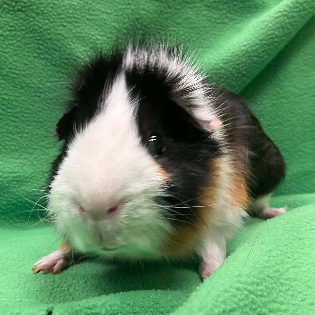 Dale, a Adoptable Guinea Pig in Oshkosh, WI image 2/3