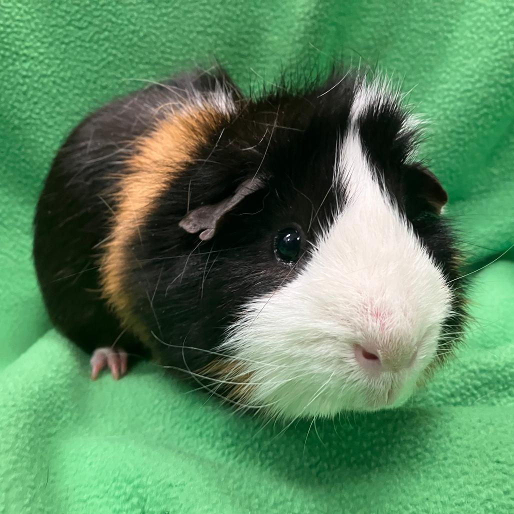 Dale, a Adoptable Guinea Pig in Oshkosh, WI image 1/3