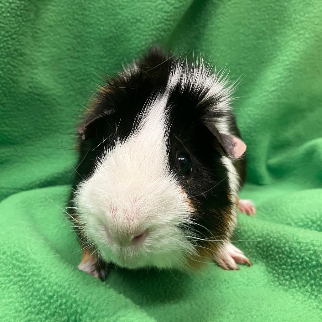 Dale, a Adoptable Guinea Pig in Oshkosh, WI image 3/3