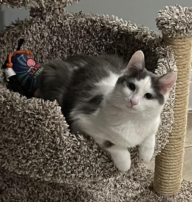 Marina, Adoptable, Young Female Norwegian Forest Cat & Domestic Long Hair.