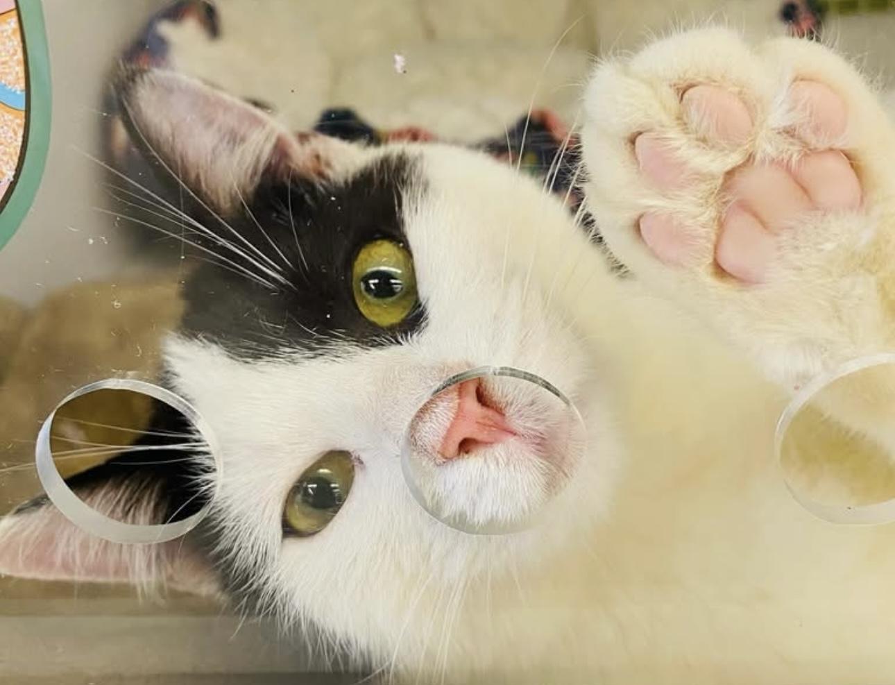 Steven Spielberg — thumbnail 2