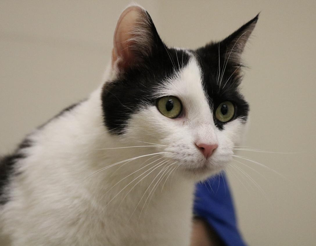 Steven Spielberg — thumbnail 3