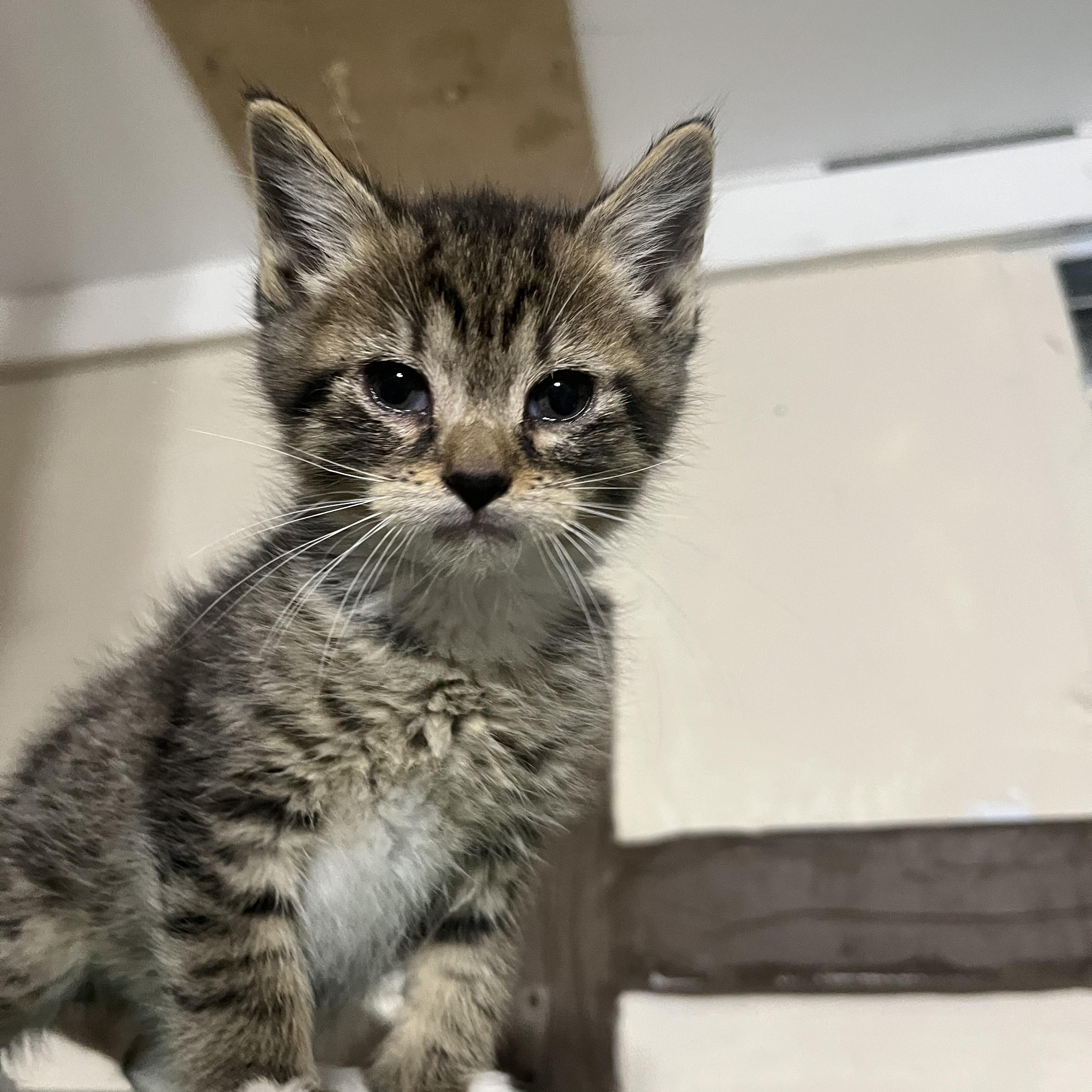Enlarge Spider, a Adoptable mixed breed in Moriches, NY image 1/5