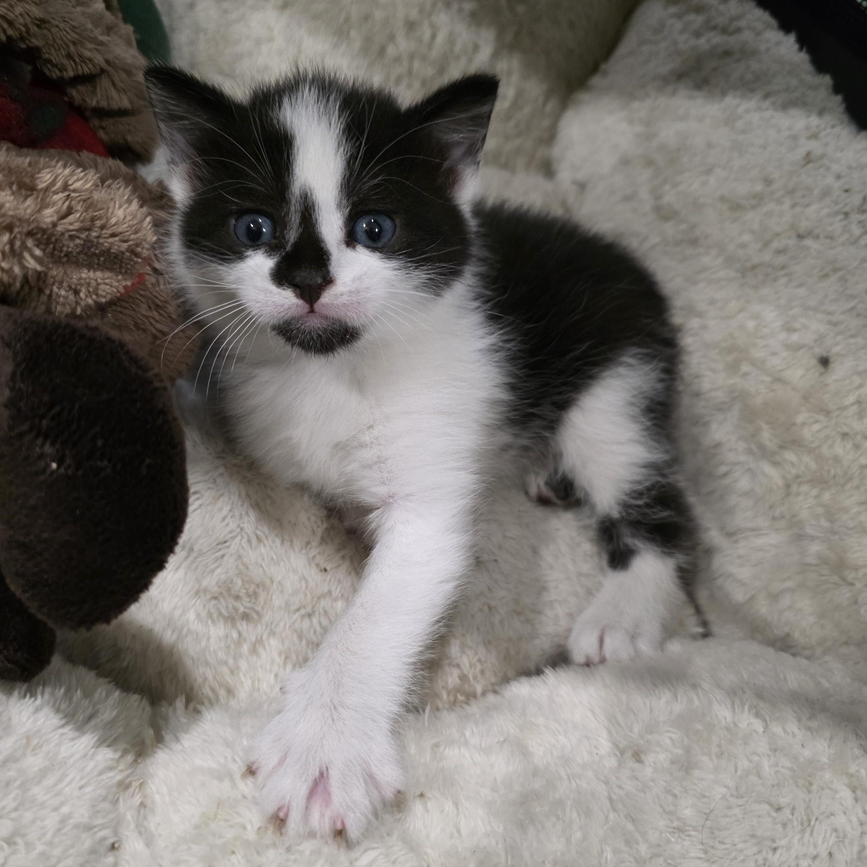 Enlarge Spider, a Adoptable mixed breed in Moriches, NY image 5/5