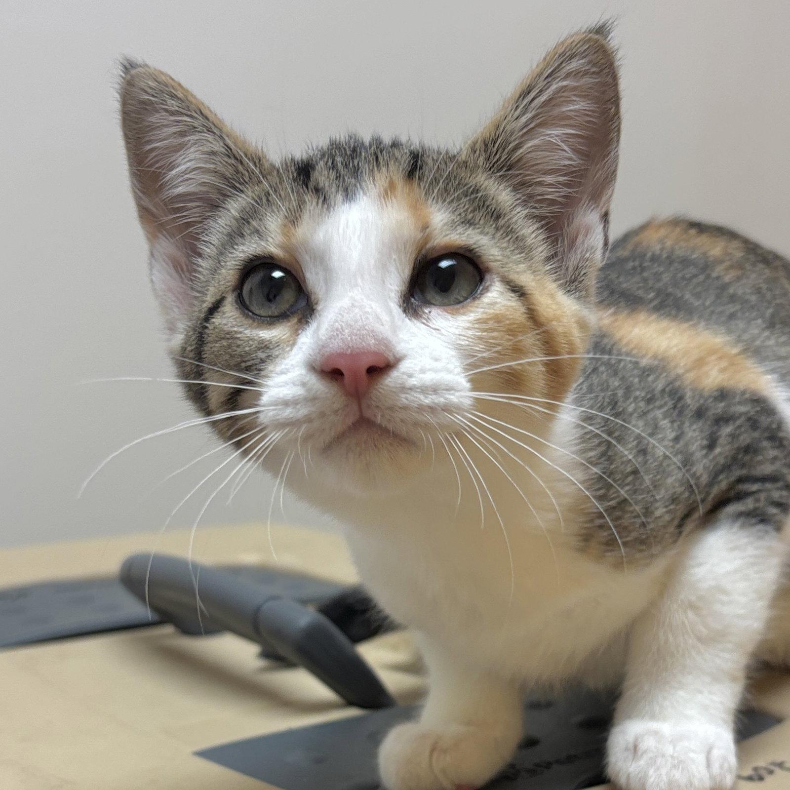 Enlarge Sister, a Adoptable Domestic Short Hair in Sonora, CA image 1/1