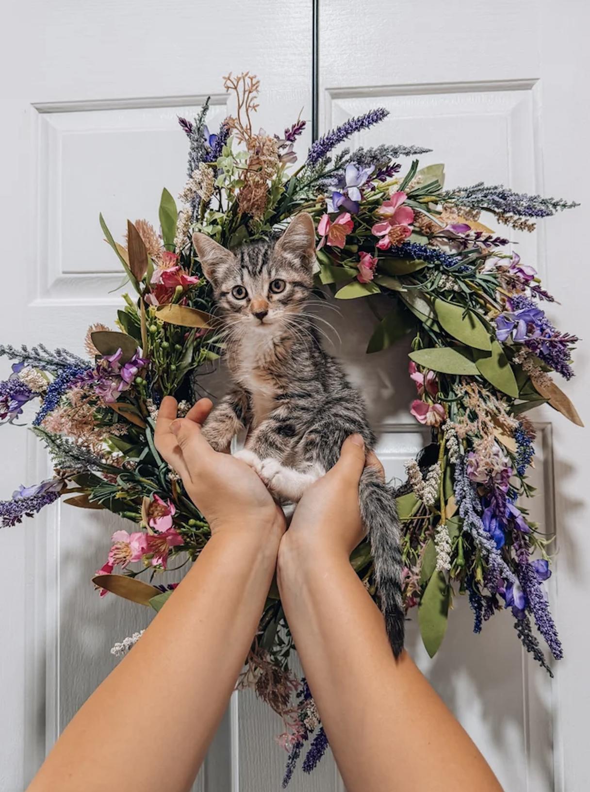 Bella, Adoptable, Kitten Female Tabby.