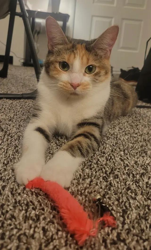 Enlarge Juniper, an adoptable Domestic Short Hair in Troy, MI image 1/6