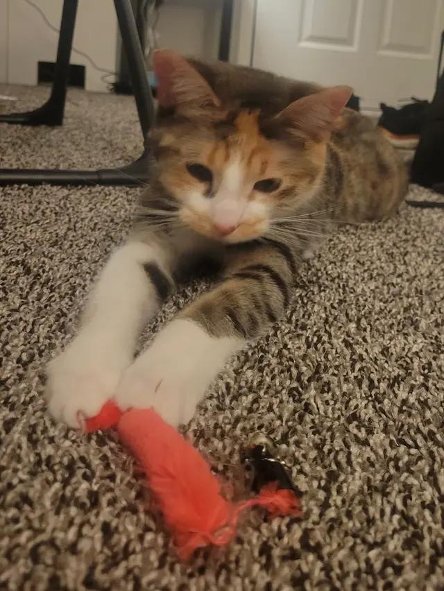 Enlarge Juniper, an adoptable Domestic Short Hair in Troy, MI image 2/6