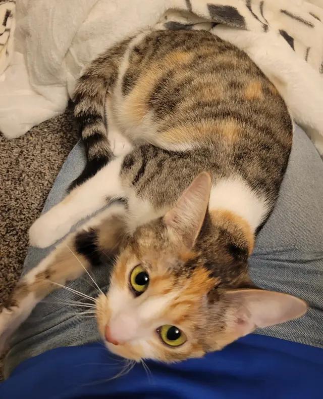 Enlarge Juniper, an adoptable Domestic Short Hair in Troy, MI image 3/6