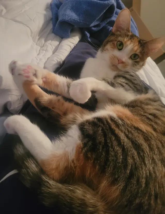 Enlarge Juniper, an adoptable Domestic Short Hair in Troy, MI image 4/6