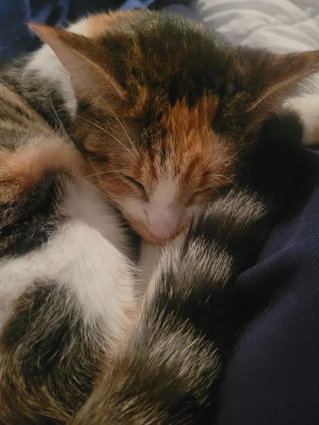 Enlarge Juniper, an adoptable Domestic Short Hair in Troy, MI image 5/6