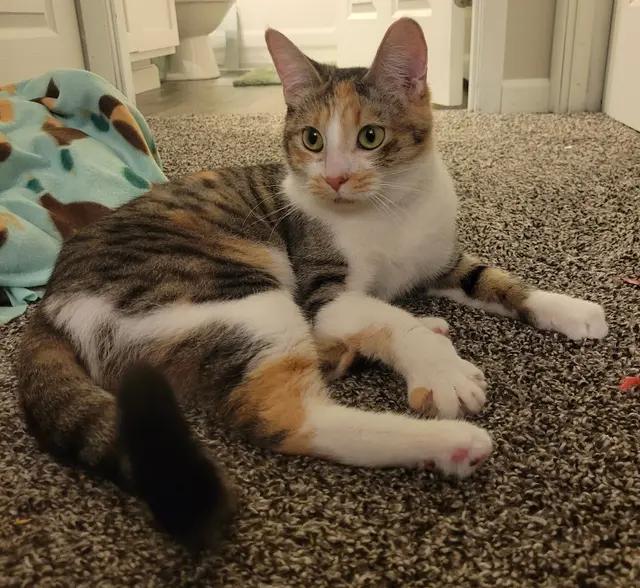 Enlarge Juniper, an adoptable Domestic Short Hair in Troy, MI image 6/6