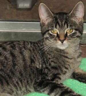 Enlarge Lee, a Adoptable mixed breed in Savannah, MO image 1/1