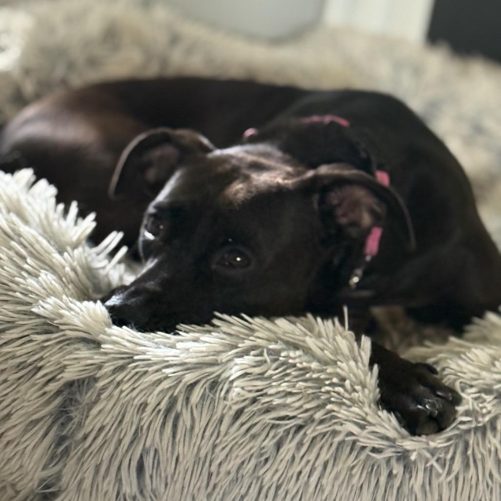 Enlarge Blossom, a Adoptable Mixed Breed in Duck River, TN image 1/3