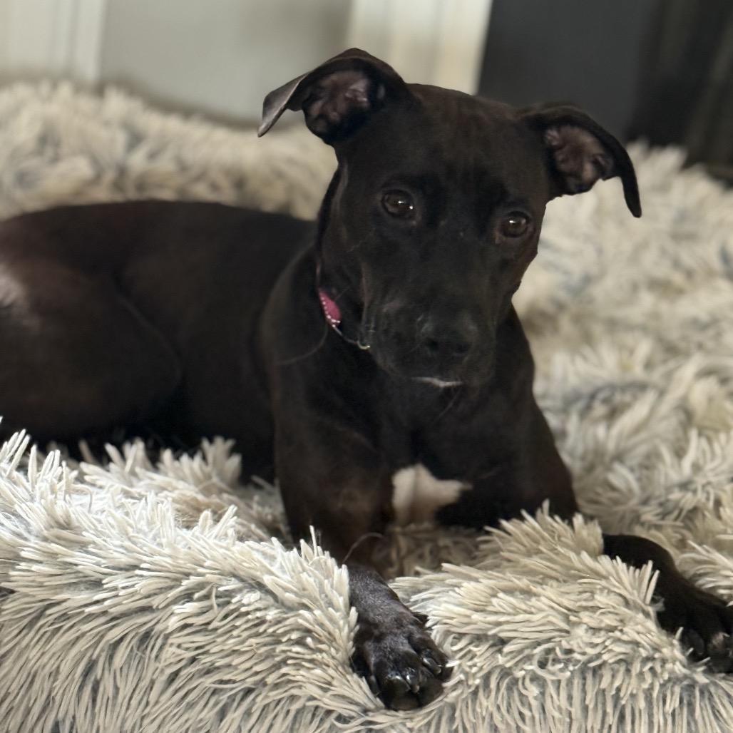 Enlarge Blossom, a Adoptable Mixed Breed in Duck River, TN image 2/3