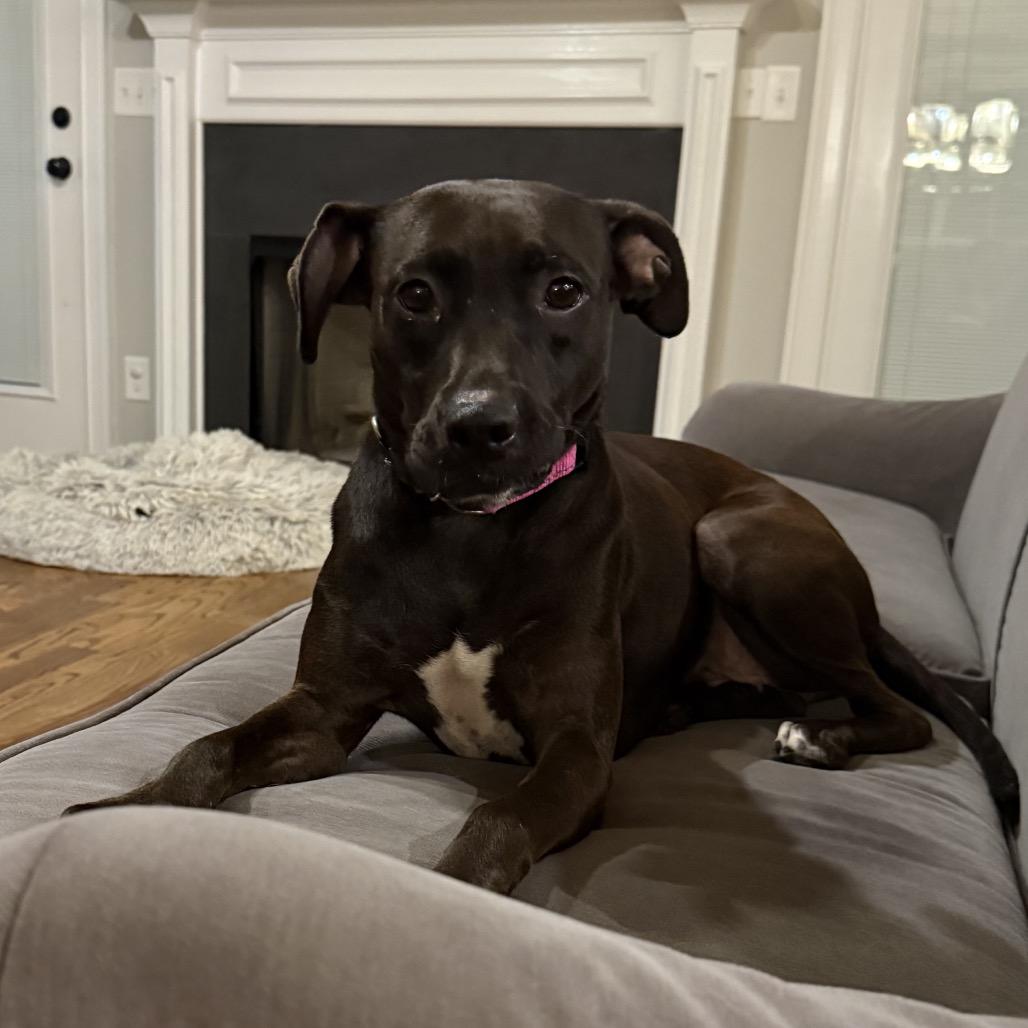 Enlarge Blossom, a Adoptable Mixed Breed in Duck River, TN image 3/3