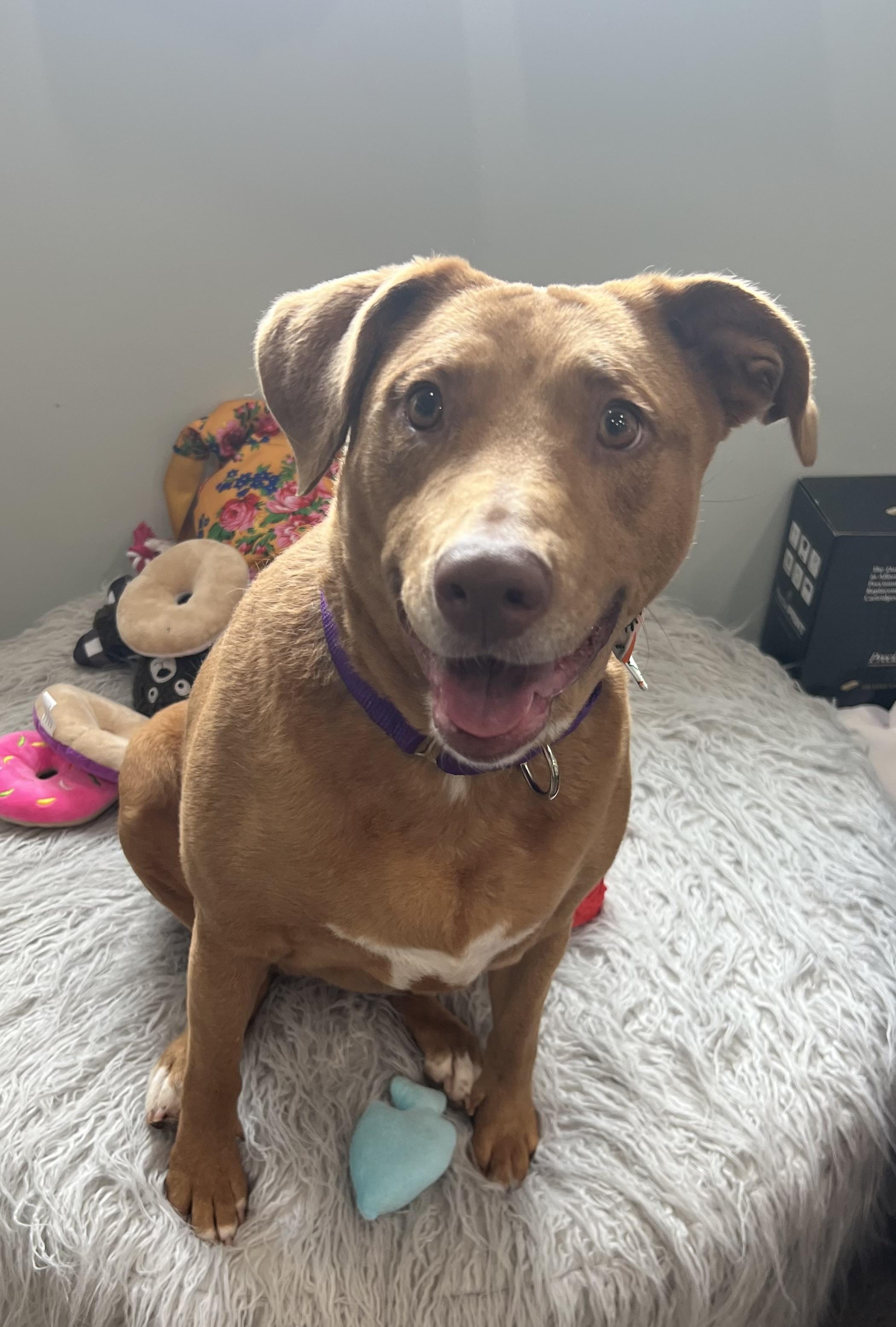 Sassy, an adoptable Mixed Breed in Sault Sainte Marie, MI, 49783 | Photo Image 2