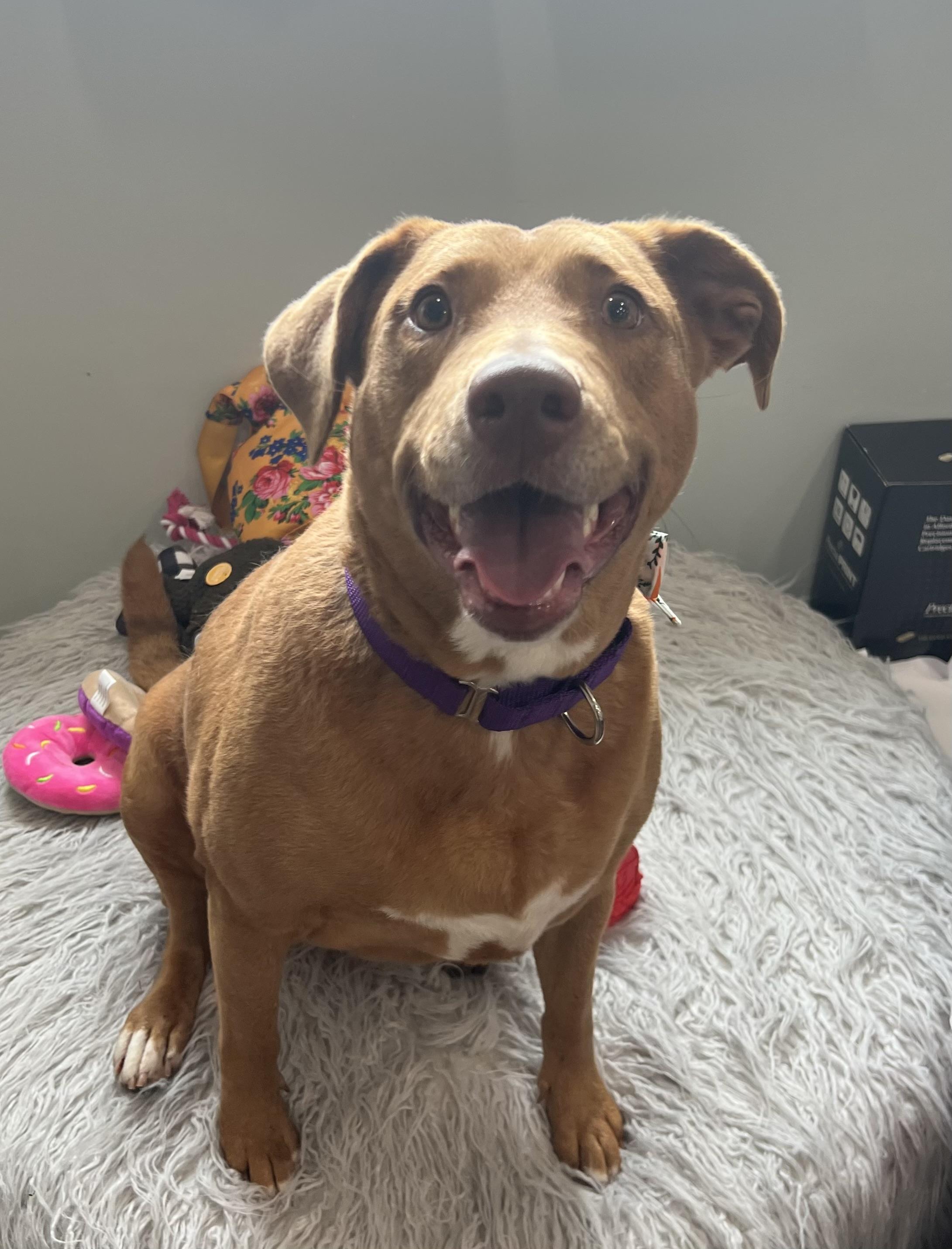 Sassy, an adoptable Mixed Breed in Sault Sainte Marie, MI, 49783 | Photo Image 1