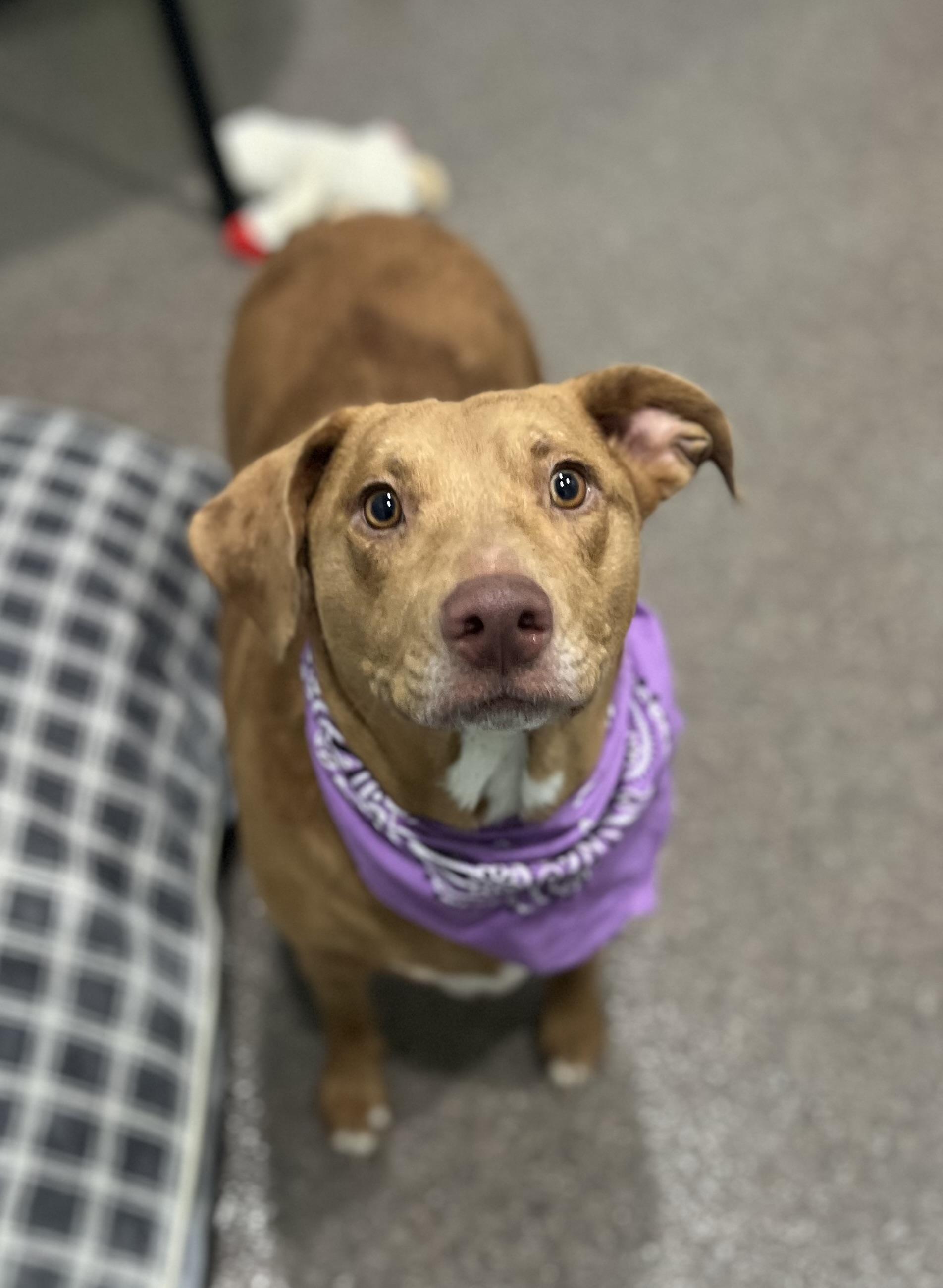 Sassy, an adoptable Mixed Breed in Sault Sainte Marie, MI, 49783 | Photo Image 4
