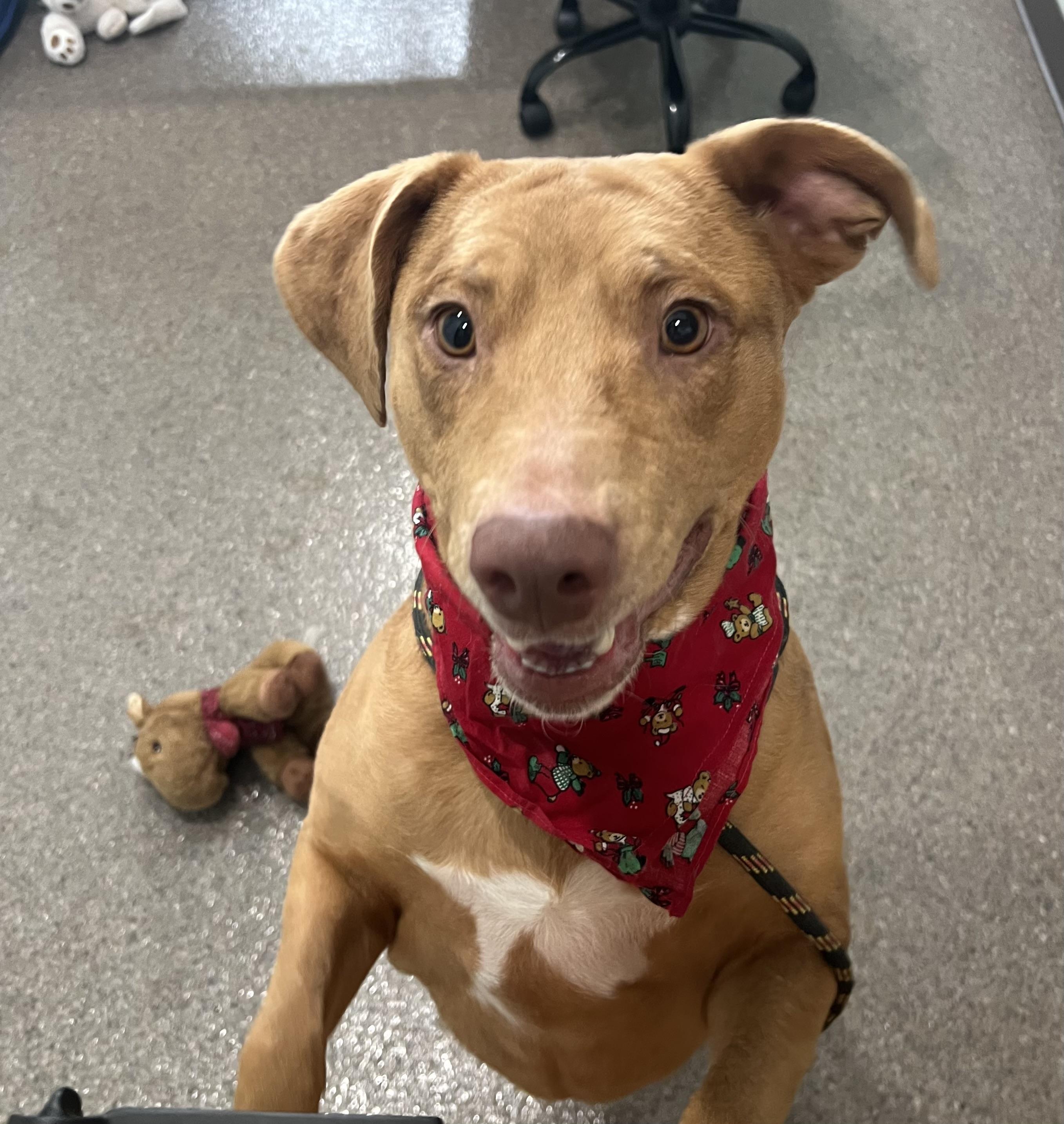 Sassy, an adoptable Mixed Breed in Sault Sainte Marie, MI, 49783 | Photo Image 3