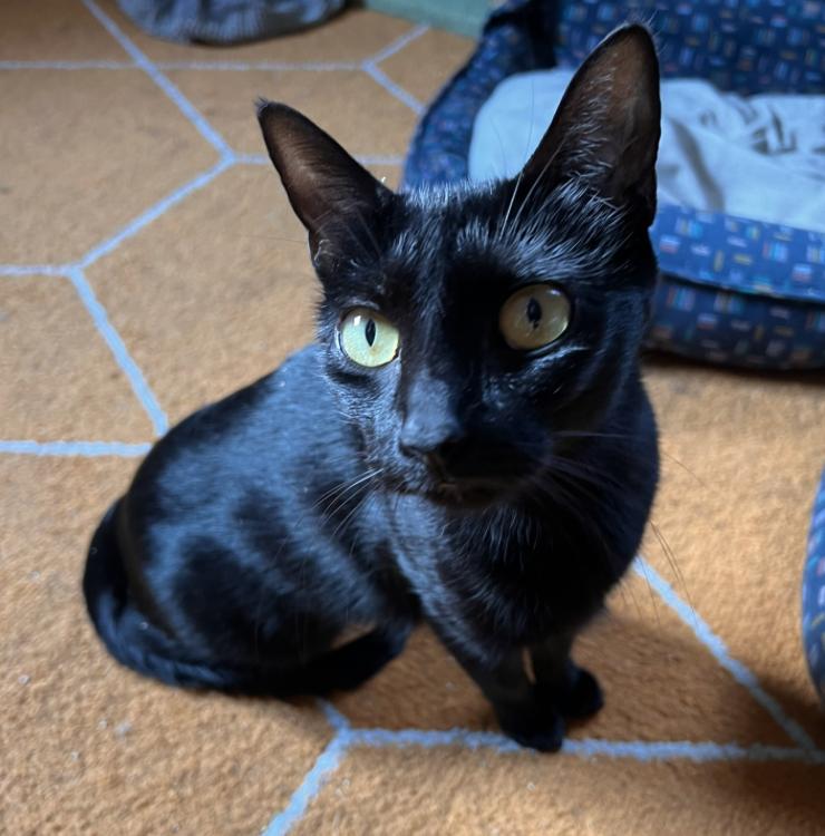 Stitch, Adopted, Adult Female Domestic Short Hair & Bombay.