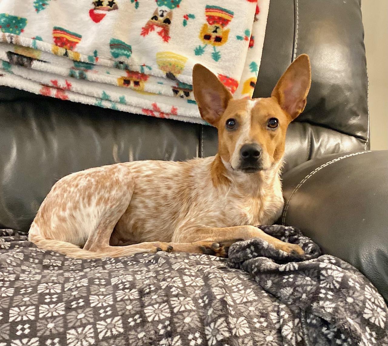 Enlarge Liza, a Adopted mixed breed in Valley Cottage, NY image 2/3