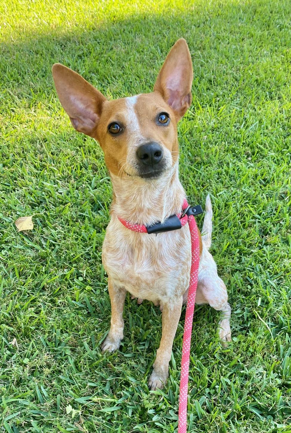 Liza, Adopted, Adult Female Australian Cattle Dog / Blue Heeler & Rat Terrier.